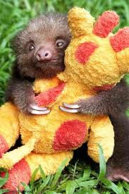 cuddly sloth pic from omgsloths.tumbler.com