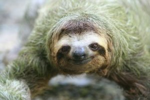 you and your lovely green algae coatImage from howstuffworks.com