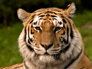 Tiger form http://upload.wikimedia.org/