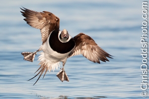 Long-Tailed Duck landing